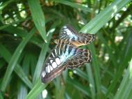 Asisbiz Penang Butterfly Park Mar 2001 17