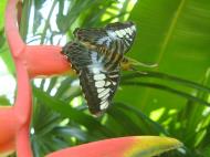 Asisbiz Penang Butterfly Park Mar 2001 18
