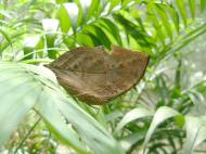 Asisbiz Penang Butterfly Park Mar 2001 19