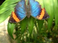Asisbiz Penang Butterfly Park Mar 2001 24