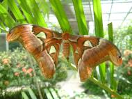 Asisbiz Penang Butterfly Park Mar 2001 26