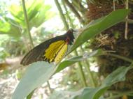 Asisbiz Penang Butterfly Park Mar 2001 28