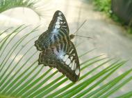 Asisbiz Penang Butterfly Park Mar 2001 30