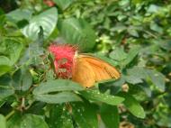 Asisbiz Penang Butterfly Park Mar 2001 31