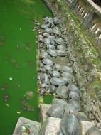 Asisbiz Ipoh Sam Poh Tong Monastery Temple Turtles Jul 2000 01