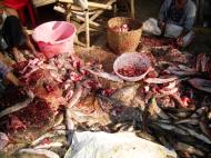 Asisbiz Local cottage industry farming dried catfish production Butchery 04