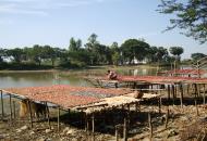 Asisbiz Local cottage industry farming dried catfish production drying racks 02