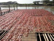 Asisbiz Local cottage industry farming dried catfish production drying racks 03