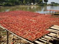 Asisbiz Local cottage industry farming dried catfish production drying racks 04