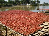 Asisbiz Local cottage industry farming dried catfish production drying racks 05