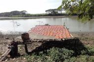 Asisbiz Local cottage industry farming dried catfish production drying racks 08