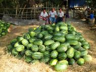 Asisbiz Local cottage industry farming watermellon production village distribution centers 01