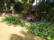 Asisbiz Local cottage industry farming watermellon production village distribution centers 03