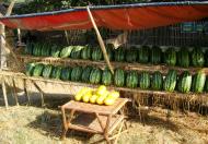 Asisbiz Local cottage industry farming watermellon production village distribution centers 04