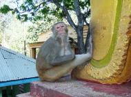Asisbiz Mandalay Mount Popa Monkeys macaques Nov 2004 01