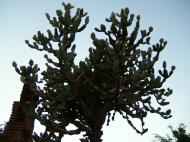 Asisbiz Bagan Payathonzu panoramic surrounds Nov 2004 45