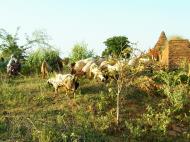 Asisbiz Bagan Payathonzu panoramic surrounds locals Nov 2004 01