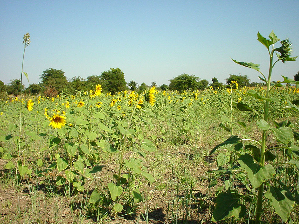 Myanmar Sagaing agriculture and farming sunflowers 02