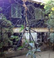 Asisbiz Spider Burmese Golden Orb weavers Nephila Myanmar Jan 2010 01