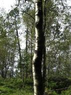 Asisbiz Norwegian Birch trees Norway 03
