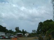 Asisbiz PNG Madang Fruit Bats Sep 2002 01