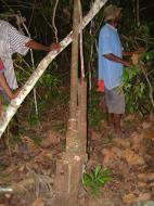 Asisbiz PNG Wreck Hunting P 39 Aircobra crash site Nov 2002 03