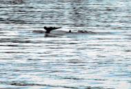 Asisbiz Panama wildlife Dolphins Jun 200406 02