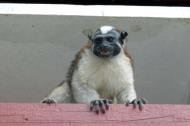 Asisbiz Panama wildlife Monkey Jun 200406 01