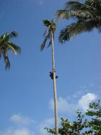 Asisbiz Attaching the guide rope tree cutting Tabinay Oriental Mindoro Philippines 01