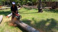 Asisbiz Step by step guide on how to cut straight using chainsaw to produce coco lumber Philippines 06