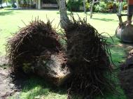 Asisbiz Using a Hitachi Backhoe to remove coco tree stumps Tabinay Philippines 02