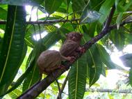 Asisbiz Endangered Philippine Tarsier Tarsius syrichta Maumag Cebuano Visayan 01