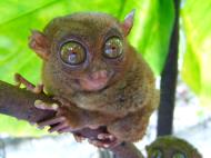 Asisbiz Endangered Philippine Tarsier Tarsius syrichta Maumag Cebuano Visayan 02