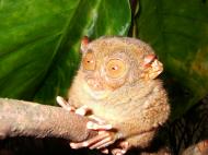 Asisbiz Endangered Philippine Tarsier Tarsius syrichta Maumag Cebuano Visayan 04