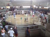 Asisbiz Philippines Puerto Garlera cock fighting arena 04