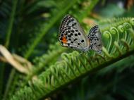 Asisbiz Philippines Mindoro Tabinay Red Pierrot butterfly Talicada nyseus 01