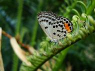 Asisbiz Philippines Mindoro Tabinay Red Pierrot butterfly Talicada nyseus 03