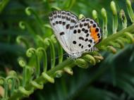 Asisbiz Philippines Mindoro Tabinay Red Pierrot butterfly Talicada nyseus 05