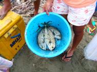 Asisbiz Locals working together to bring in the catch of the day Varadero Bay Tabinay Philippines 06