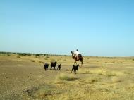 Asisbiz Camel Safari India Rajasthan Jaisalmer 08