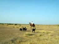 Asisbiz Camel Safari India Rajasthan Jaisalmer 10
