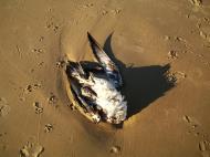 Asisbiz Dead seabird Marcus Beach Queensland 2009 01