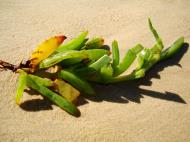 Asisbiz Textures Beach Life plant debris Noosa 01