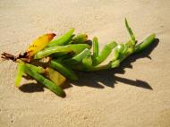 Asisbiz Textures Beach Life plant debris Noosa 02