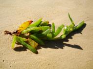 Asisbiz Textures Beach Life plant debris Noosa 03