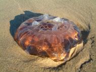 Asisbiz Textures Marcus Beach Life Clear Jellyfish 07