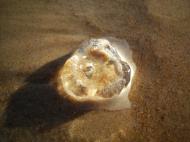 Asisbiz Textures Marcus Beach Life Clear Jellyfish 14