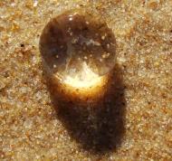 Asisbiz Textures Marcus Beach Life Clear Jellyfish 18