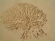 Asisbiz Textures Marcus Beach Life Sand images 05