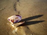 Asisbiz Textures Marcus Beach Life Shells 02